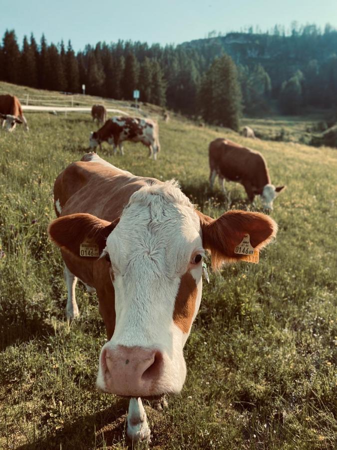 Stubihuettn Sonnenalpe Nassfeld